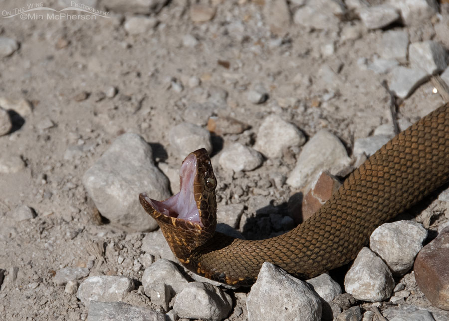 Northern Cottonmouth/Water Moccasin close up, Sequoyah National Wildlife Refuge, Oklahoma