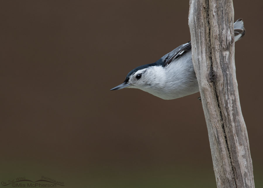 Early morning White-breasted Nuthatch, Sebastian County, Arkansas
