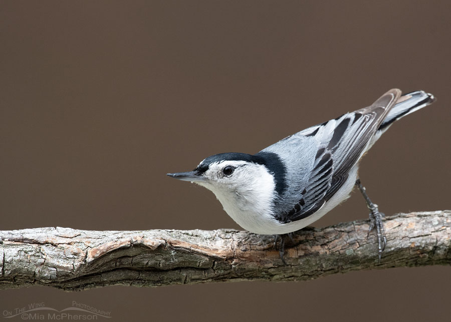 White-breasted Nuthatch waiting for his turn at the feeder, Sebastian County, Arkansas