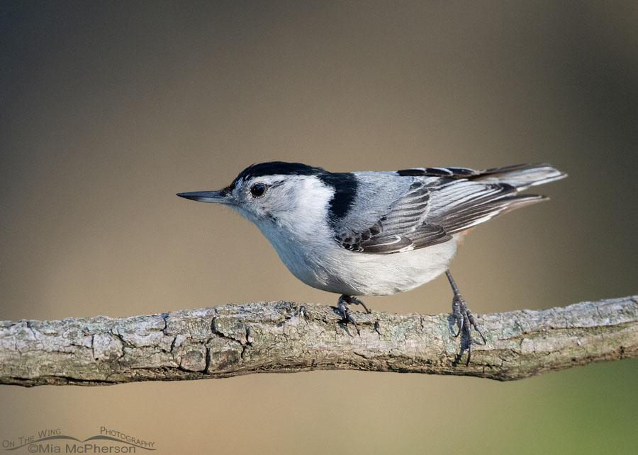 Male White-breasted Nuthatch in bright morning light, Sebastian County, Arkansas
