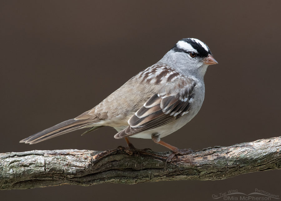Adult White-crowned Sparrow in Arkansas, Sebastian County, Arkansas