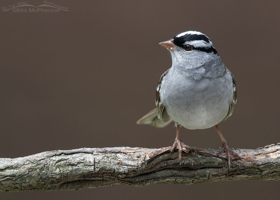White-crowned Sparrow in Arkansas, Sebastian County, Arkansas