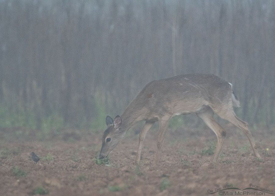 White-tailed Deer doe in fog at Sequoyah NWR, Sequoyah National Wildlife Refuge, Oklahoma