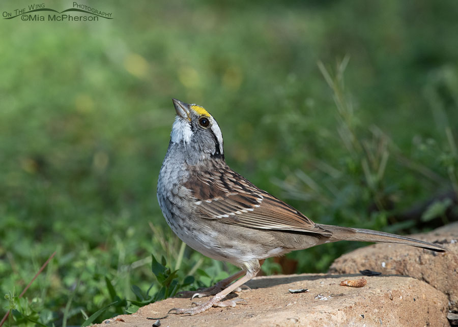 White-throated Sparrow adult in Arkansas, Sebastian County, Arkansas
