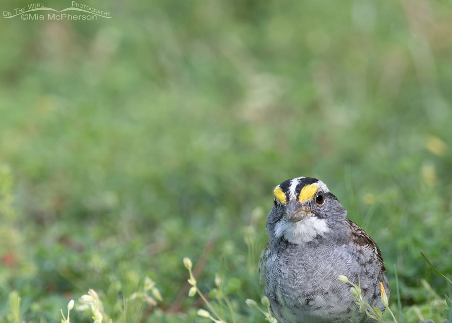 White-throated Sparrow adult close up in spring, Sebastian County, Arkansas