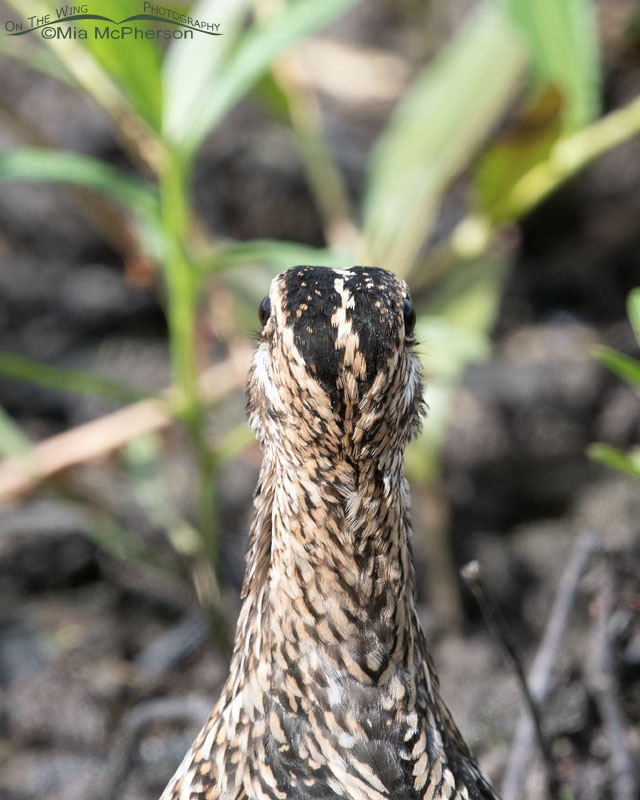 Back of a Wilson's Snipe's head showing its eyes, Sequoyah National Wildlife Refuge, Oklahoma
