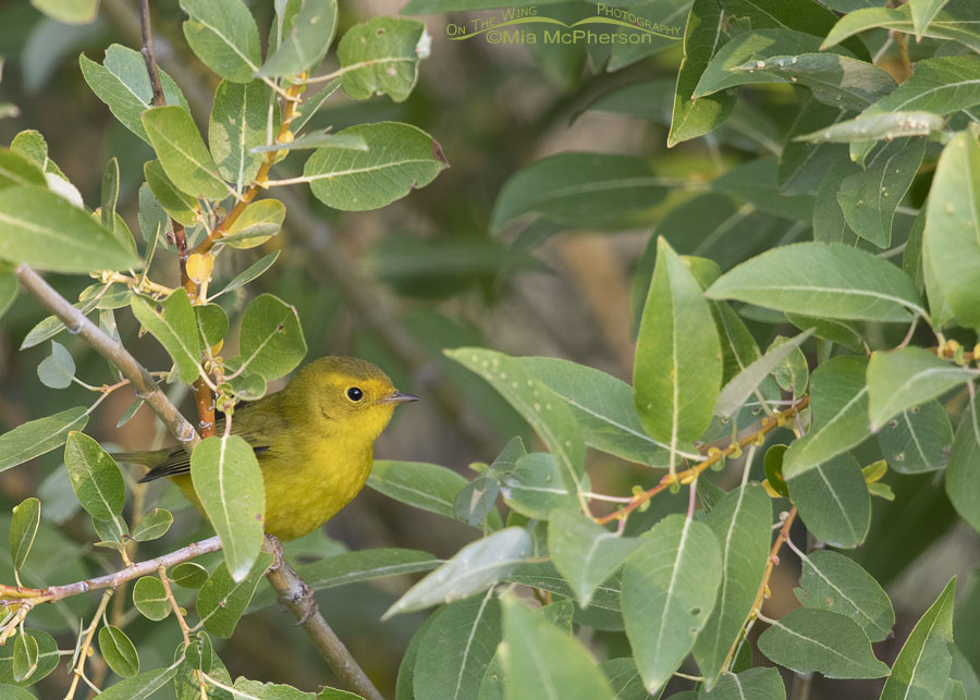 Immature Wilson's Warbler, Wasatch Mountains, East Canyon, Morgan County, Utah