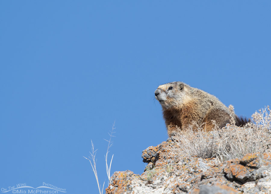 Adult male Yellow-bellied Marmot on a cliff, Box Elder County, Utah