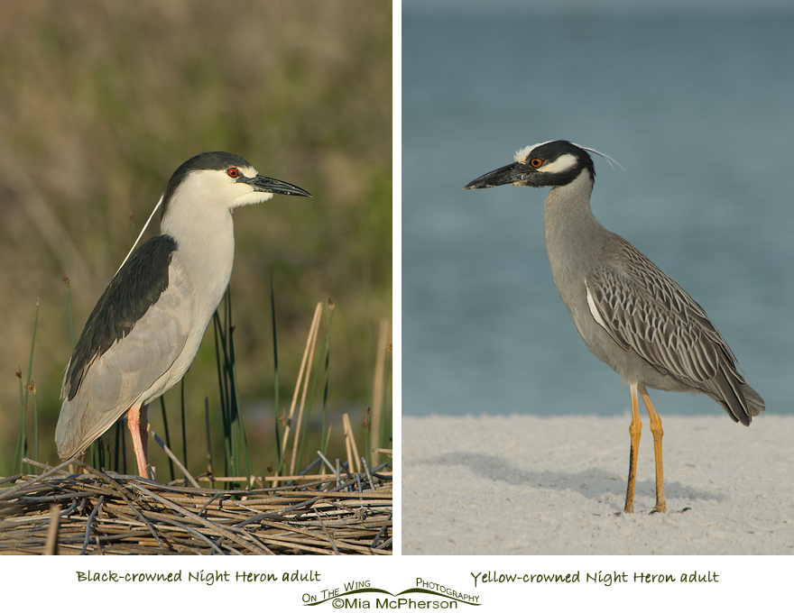 Comparing Black-crowned and Yellow-crowned Night Heron adults, side by side