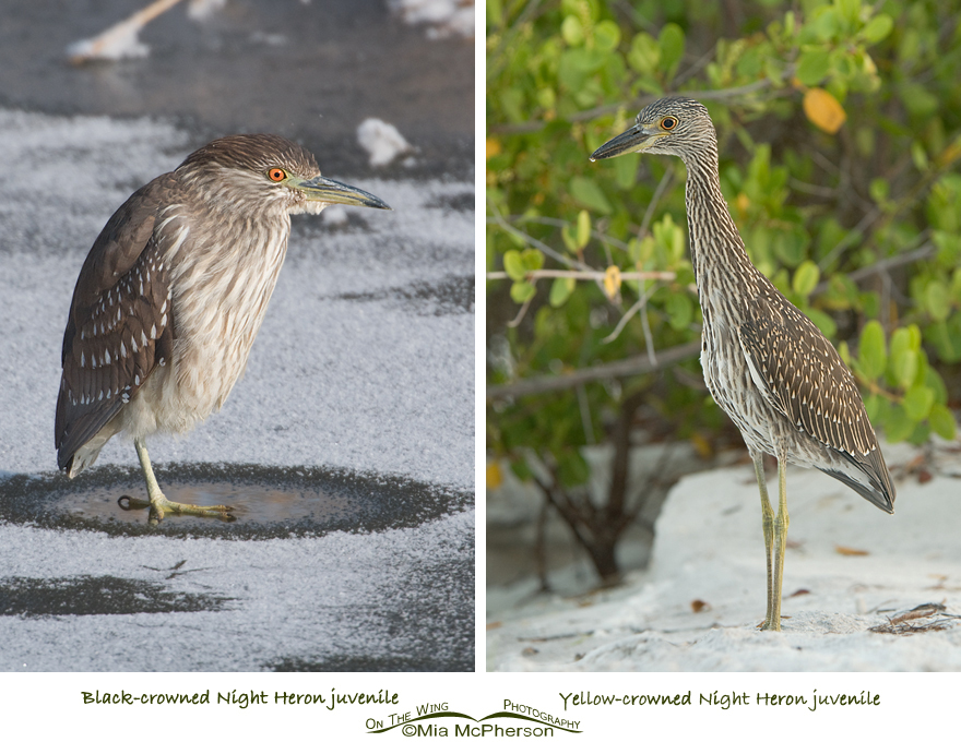 Comparing Black-crowned and Yellow-crowned Night Heron juveniles, side by side comparison