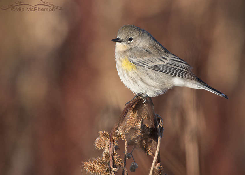 Yellow-rumped Warbler perched on burs in front of curly dock, Bear River Migratory Bird Refuge, Box Elder County, Utah