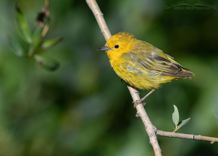 Male Yellow Warbler with a stubby tail, Wasatch Mountains, Morgan County, Utah