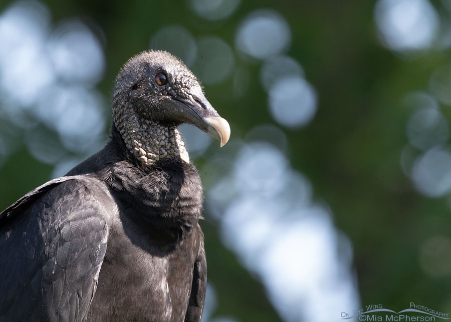 Close up Black Vulture at Tishomingo NWR, Tishomingo National Wildlife Refuge, Oklahoma