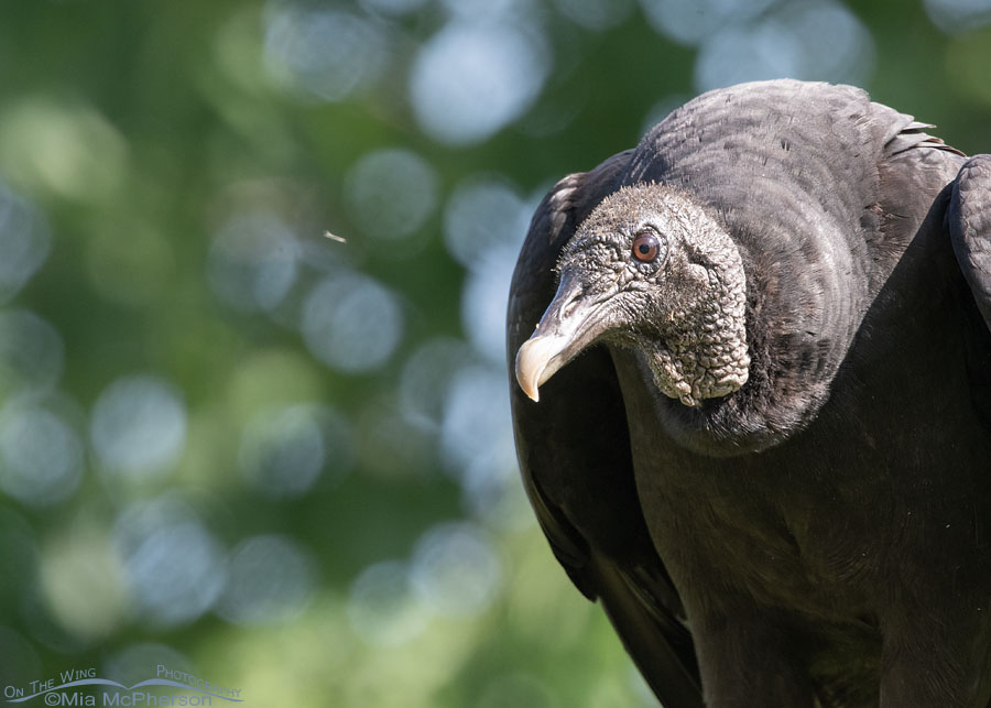 Tishomingo NWR Black Vulture portrait, Tishomingo National Wildlife Refuge, Oklahoma