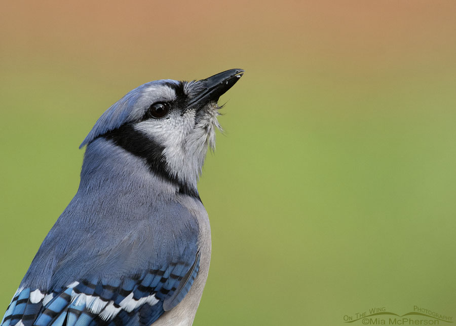 Blue Jay portrait with a colorful background, Sebastian County, Arkansas