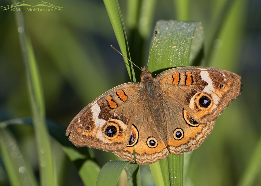Common Buckeye butterfly resting on grass at Sequoyah National Wildlife Refuge, Oklahoma