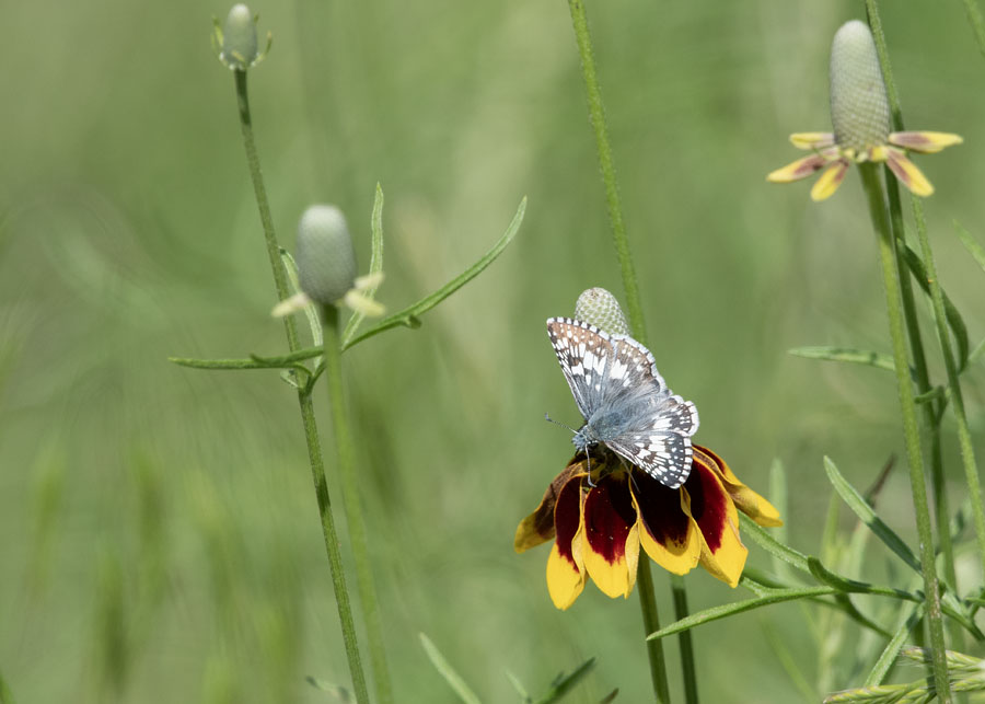 Common Checkered-Skipper butterfly at Tishomingo NWR, Tishomingo National Wildlife Refuge, Oklahoma