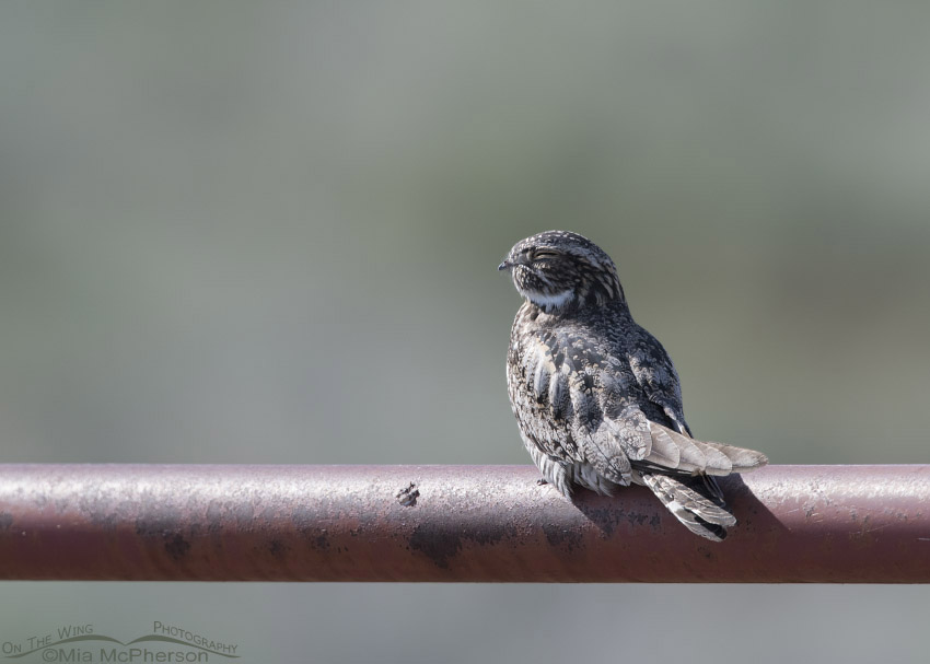 Common Nighthawk resting on a red gate, Box Elder County, Utah