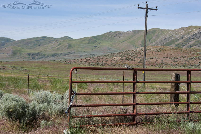 Common Nighthawk on a red gate in Box Elder County, Utah