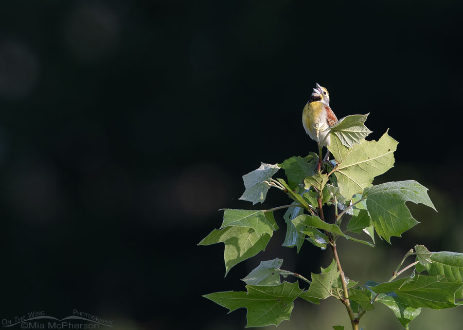 Male Dickcissel singing on a tree top, Tishomingo National Wildlife Refuge, Oklahoma