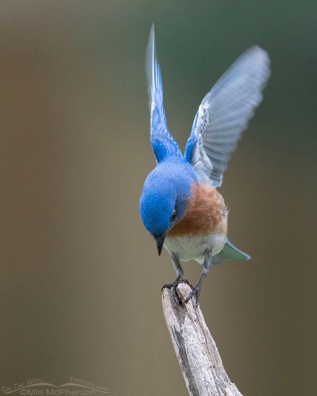 Male Eastern Bluebird checking out a driftwood perch, Sebastian County, Arkansas