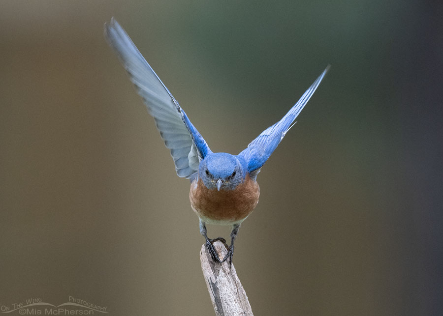 Male Eastern Bluebird balancing on a driftwood perch, Sebastian County, Arkansas
