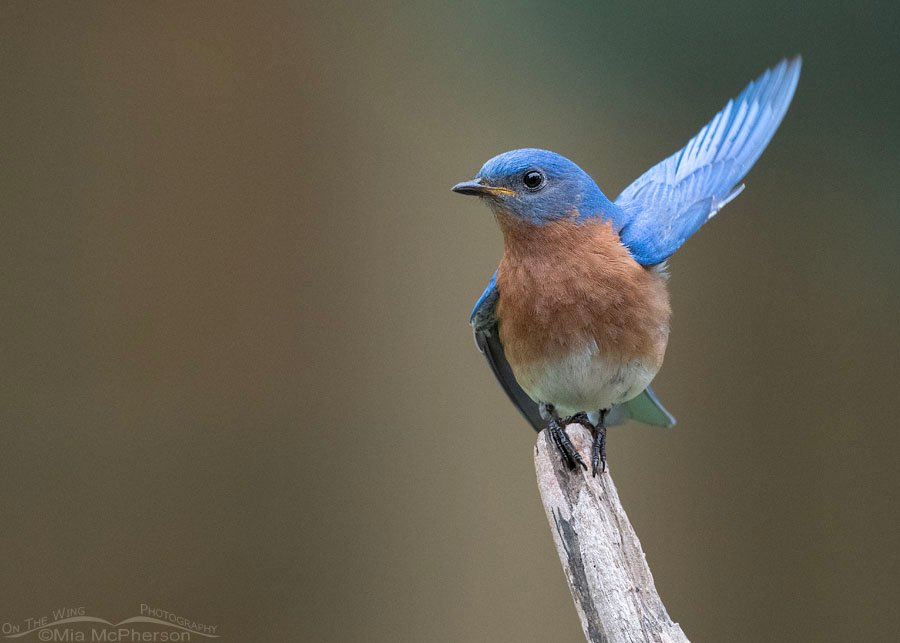 Eastern Bluebird male with one wing lifted, Sebastian County, Arkansas