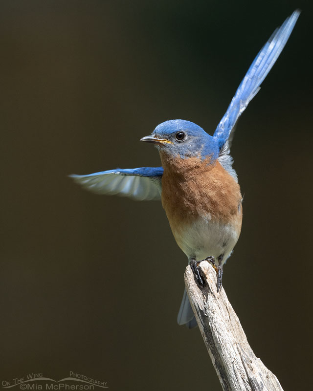 Male Eastern Bluebird showing his young the food below, Sebastian County, Arkansas