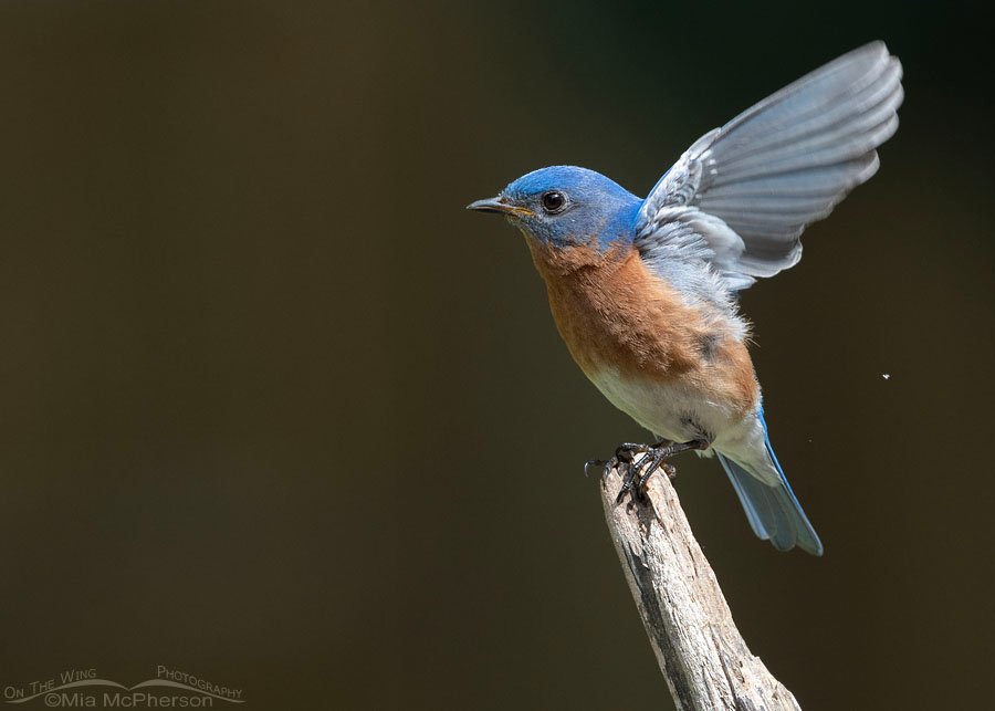 Eastern Bluebird male teaching his chicks where to find food, Sebastian County, Arkansas
