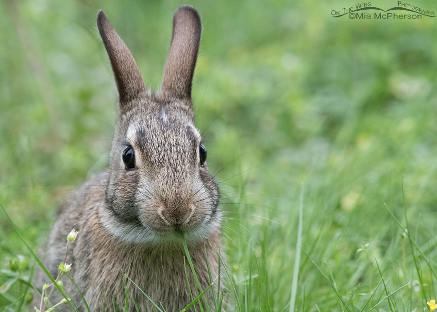 Young Eastern Cottontail rabbit in Arkansas, Sebastian County, Arkansas