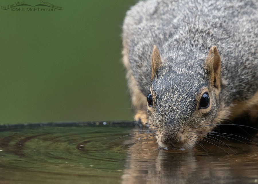 Adult Fox Squirrel having a drink of water, Sebastian County, Arkansas