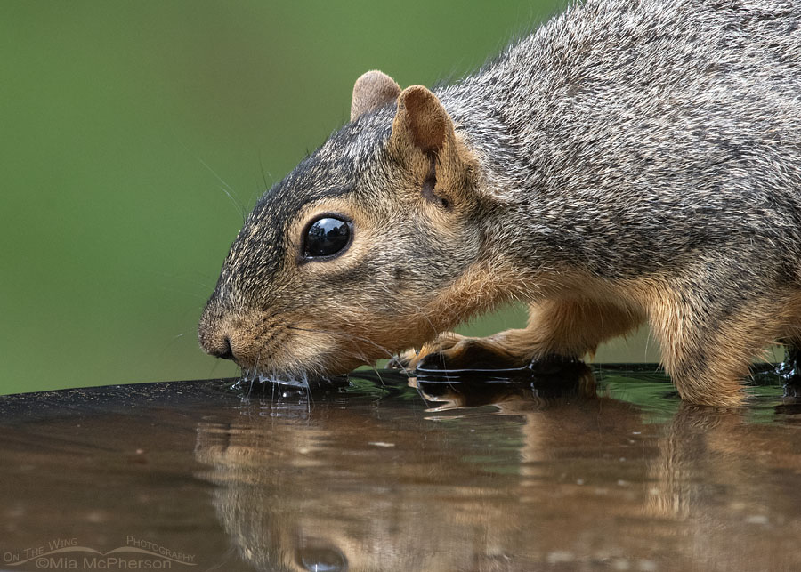 Fox Squirrel drinking from a bird bath, Sebastian County, Arkansas