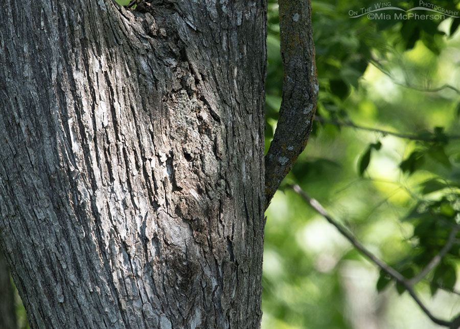 Heart shaped natural spotlight on a tree trunk at Tishomingo NWR, Tishomingo National Wildlife Refuge, Oklahoma
