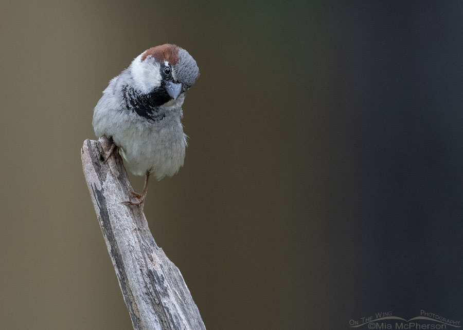 House Sparrow male on a driftwood perch, Sebastian County, Arkansas