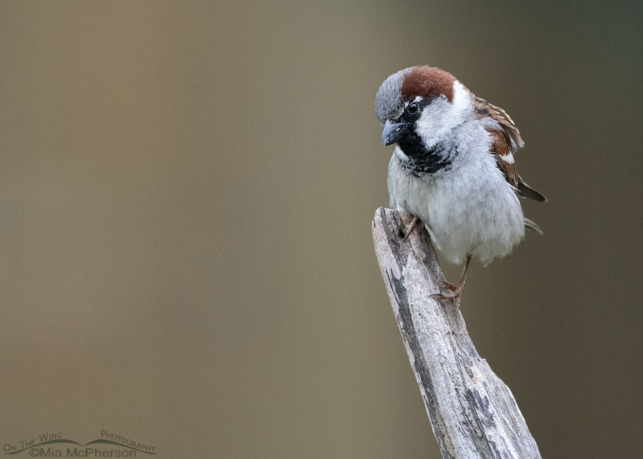 Male House Sparrow stink eye, Sebastian County, Arkansas
