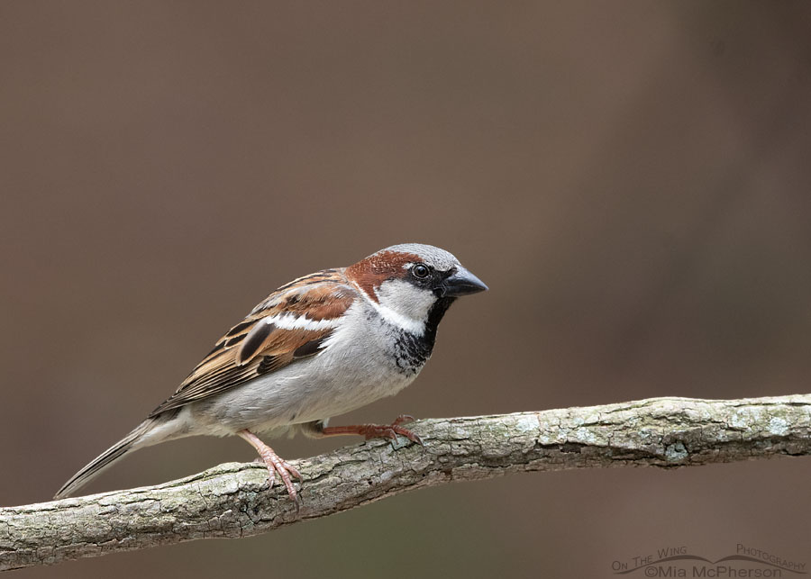 Male House Sparrow perched on a vine, Sebastian County, Arkansas