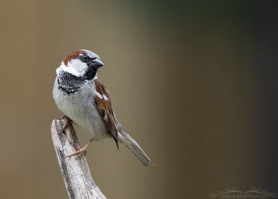 Male House Sparrow looking up at the sky, Sebastian County, Arkansas