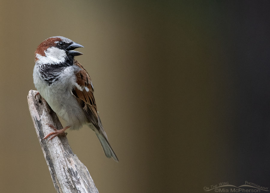 Calling male House Sparrow, Sebastian County, Arkansas