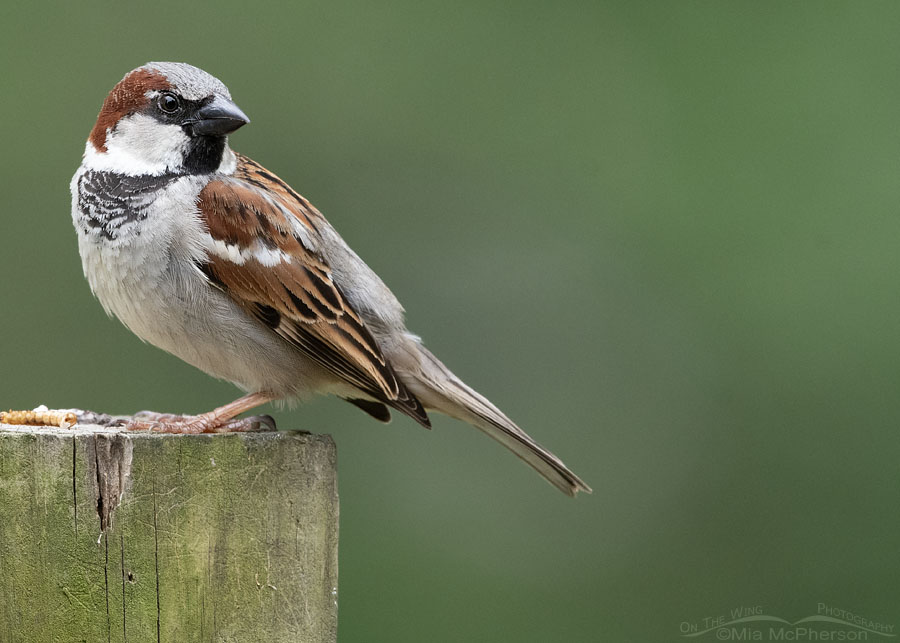 Male House Sparrow perched on a bluebird nest box, Sebastian County, Arkansas