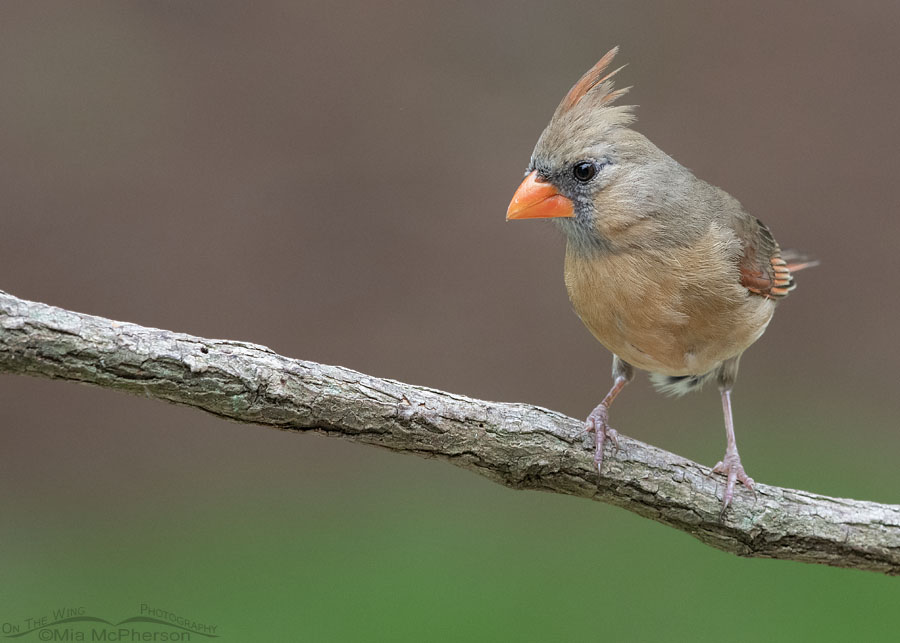 Female Northern Cardinal in Arkansas, Sebastian County, Arkansas