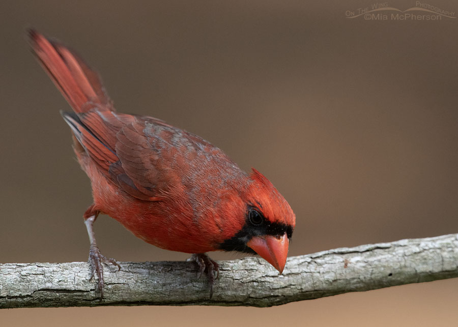 Male Northern Cardinal heading to a seed feeder, Sebastian County, Arkansas