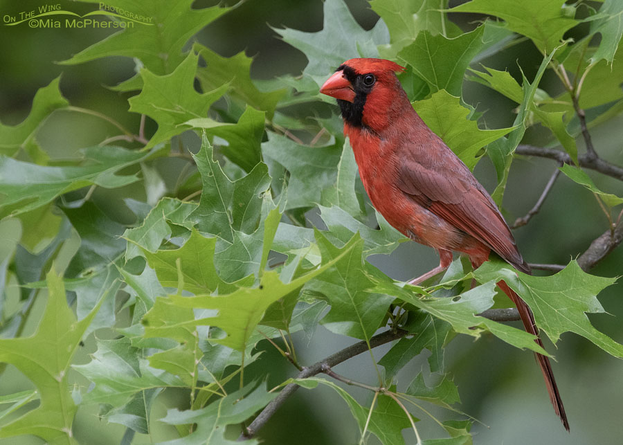 Northern Cardinal male perched in an oak tree, Sebastian County, Arkansas