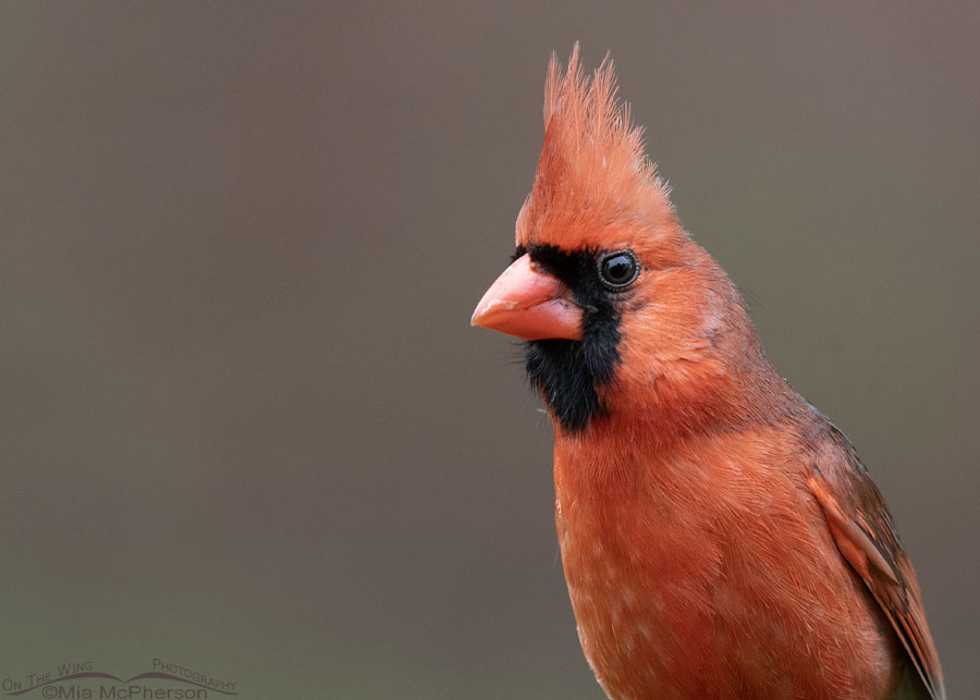 Male Northern Cardinal close up in Arkansas, Sebastian County, Arkansas