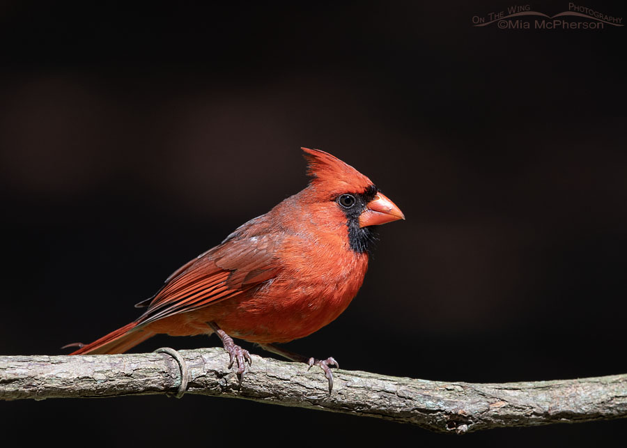Northern Cardinal male with a dark background, Sebastian County, Arkansas