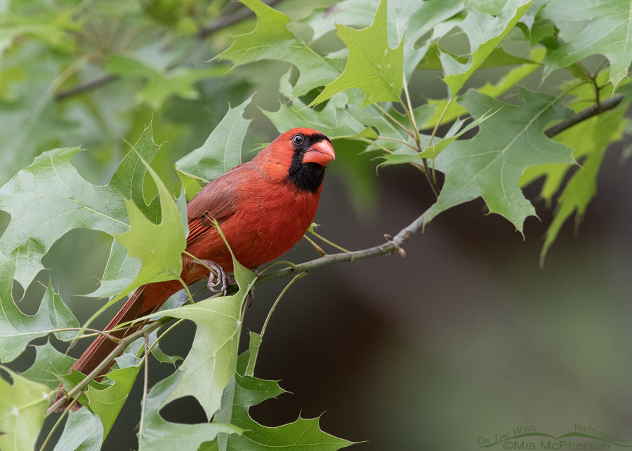 Male Northern Cardinal perched in an oak tree, Sebastian County, Arkansas