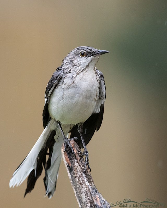 Wet Northern Mockingbird in a spring rain, Sebastian County, Arkansas
