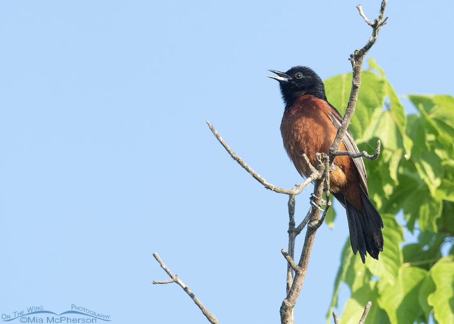 Singing male Orchard Oriole at Tishomingo NWR, Tishomingo National Wildlife Refuge, Oklahoma