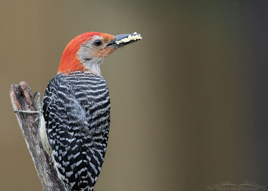 Male Red-bellied Woodpecker with a bill full of suet for his young, Sebastian County, Arkansas