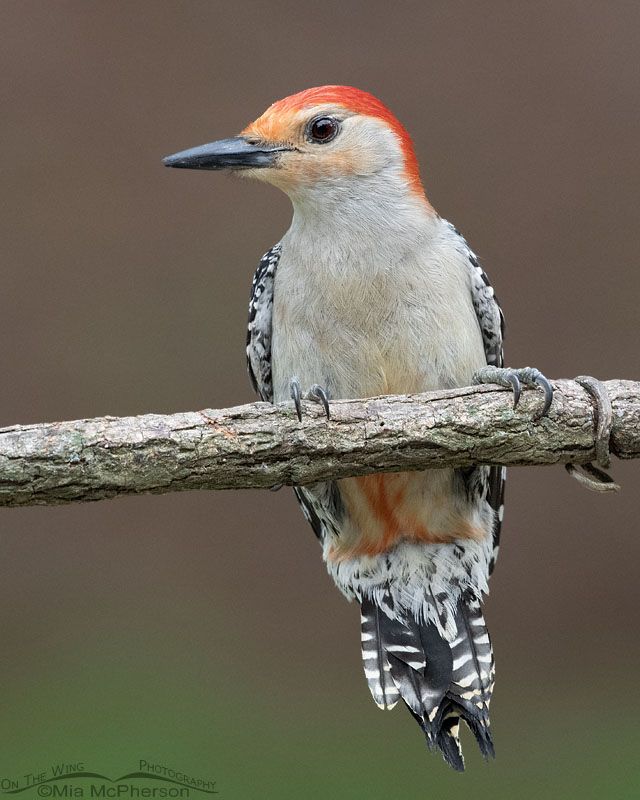 Male Red-bellied Woodpecker hanging on to a vine, Sebastian County, Arkansas