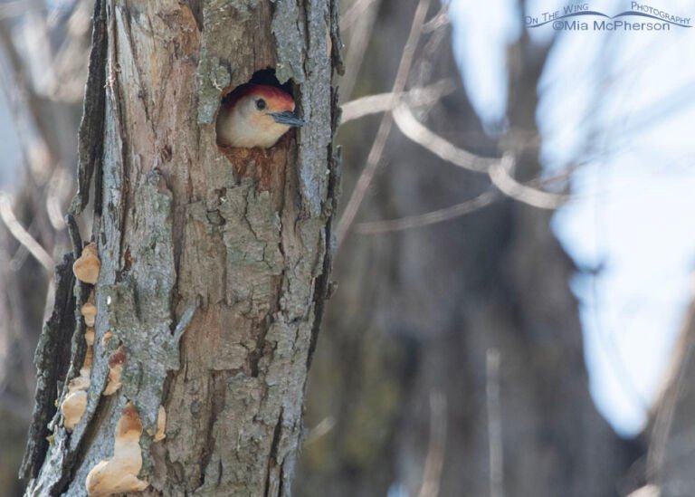 Male Red-bellied Woodpecker Inside A Nesting Cavity In Oklahoma - Mia